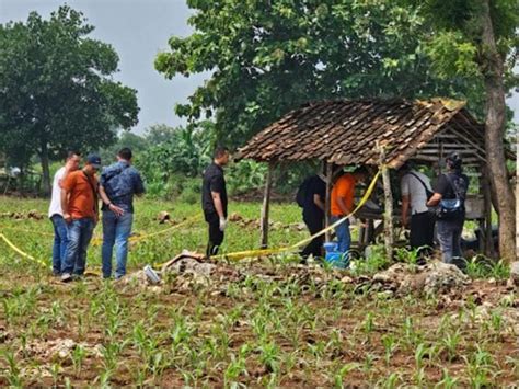 Setubuhi Pelajar SMP di Kebun Jagung, 3 Remaja di Sumbawa。